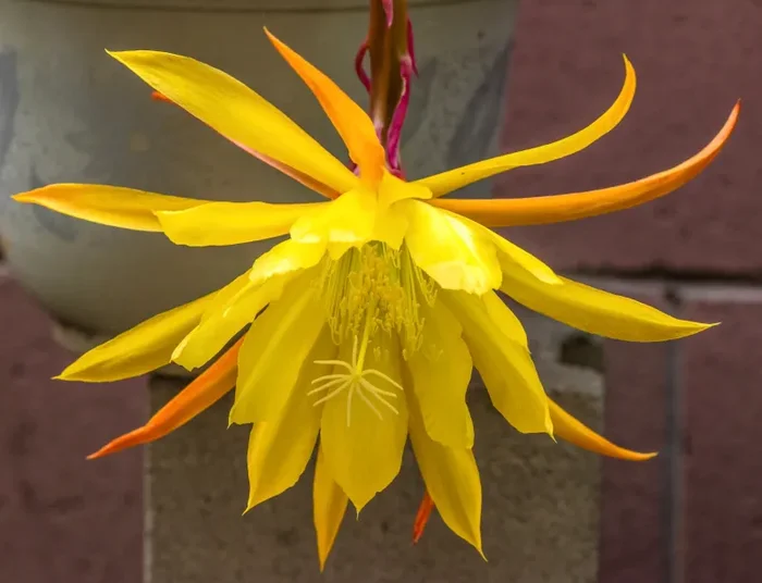 Epiphyllum oxypetalum cv SUMMER SUN (yellow flower)