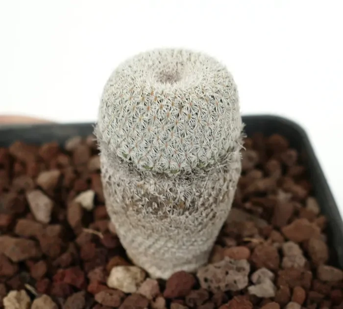 Epithelantha bokei - immagine 3