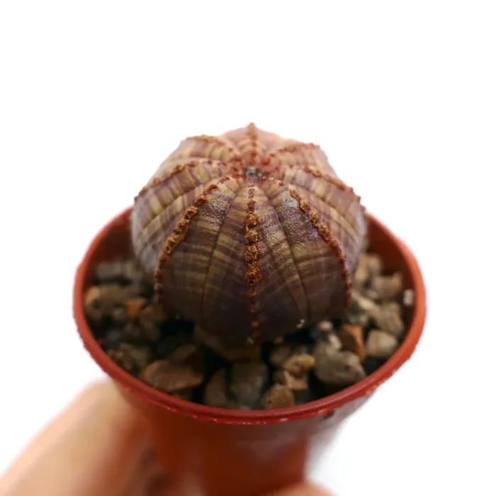 Epuhorbia obesa RED BROWND STRIATA