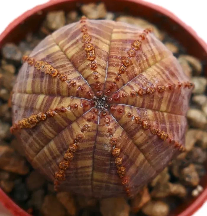 Epuhorbia obesa RED BROWND STRIATA - immagine 2