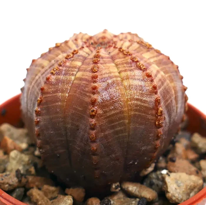 Epuhorbia obesa RED BROWND STRIATA - immagine 3