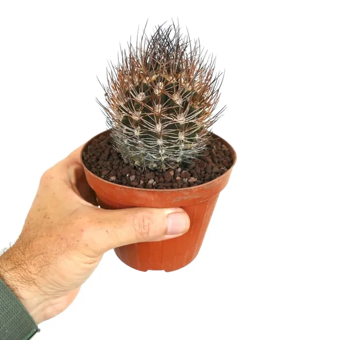 Eriosyce bulbocalyx GU7 Fornitura