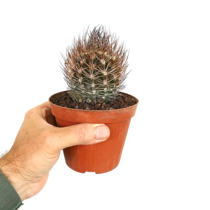 Eriosyce bulbocalyx GU7 Fornitura - immagine 3