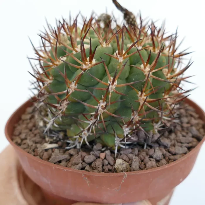 Eriosyce marksiana from SPIRALIS (Villa Prat, Chile) 95L