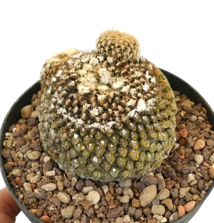 Eriosyce odieri (syn. Thelocephala odieri) 55/2017 - immagine 2