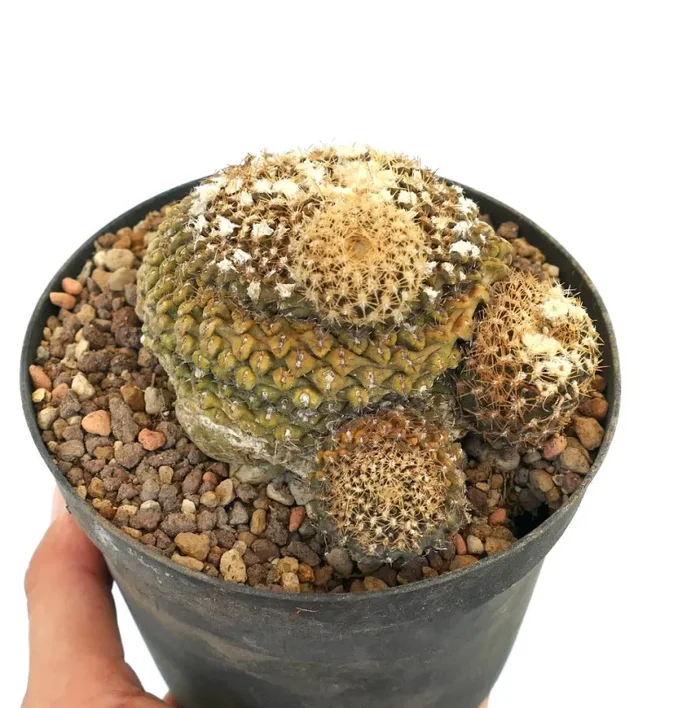 Eriosyce odieri (syn. Thelocephala odieri) 55/2017 - immagine 3