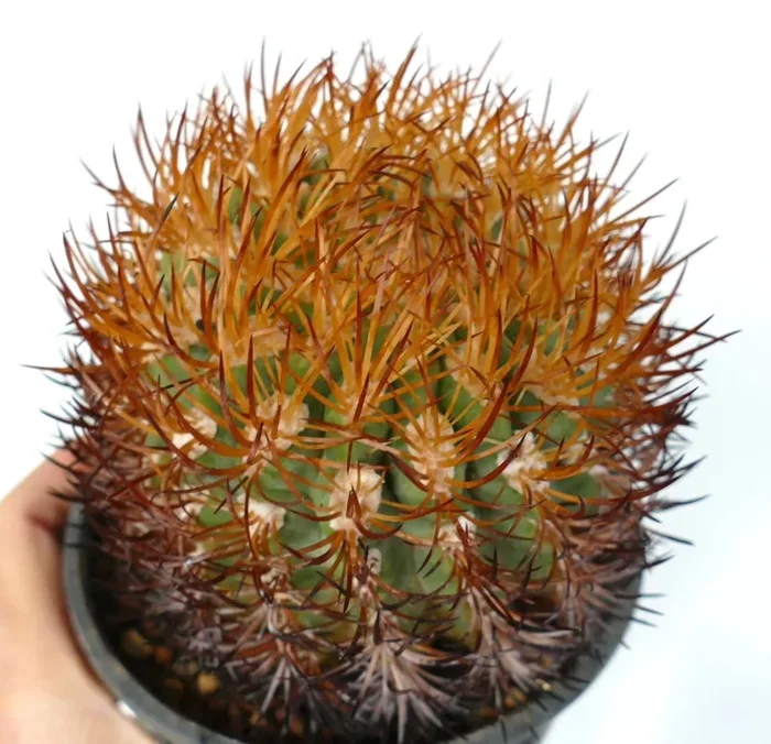Eriosyce spinibarbis (El Maray, CHILE) - immagine 3