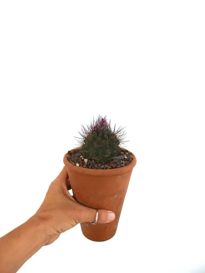 Eriosyce taltalensis var. transiens (North of Caldera, CHILE) - immagine 2