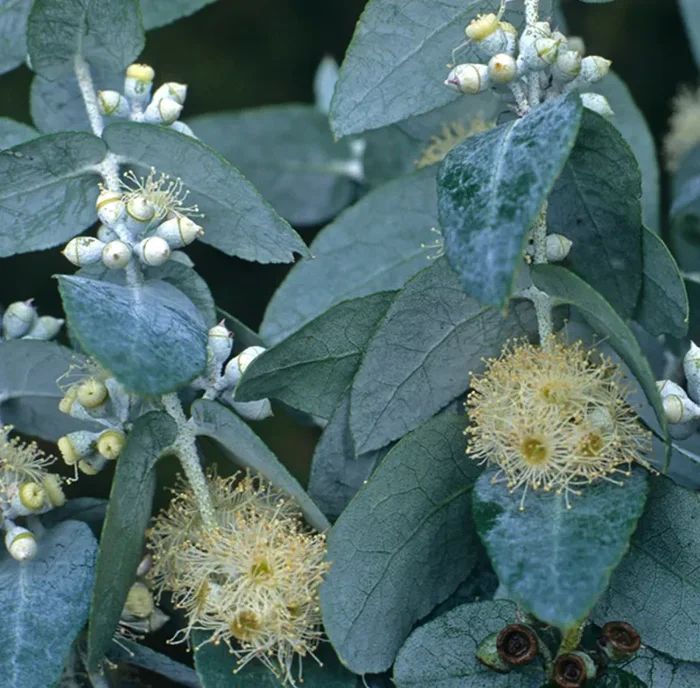 Eucalyptus crenulata