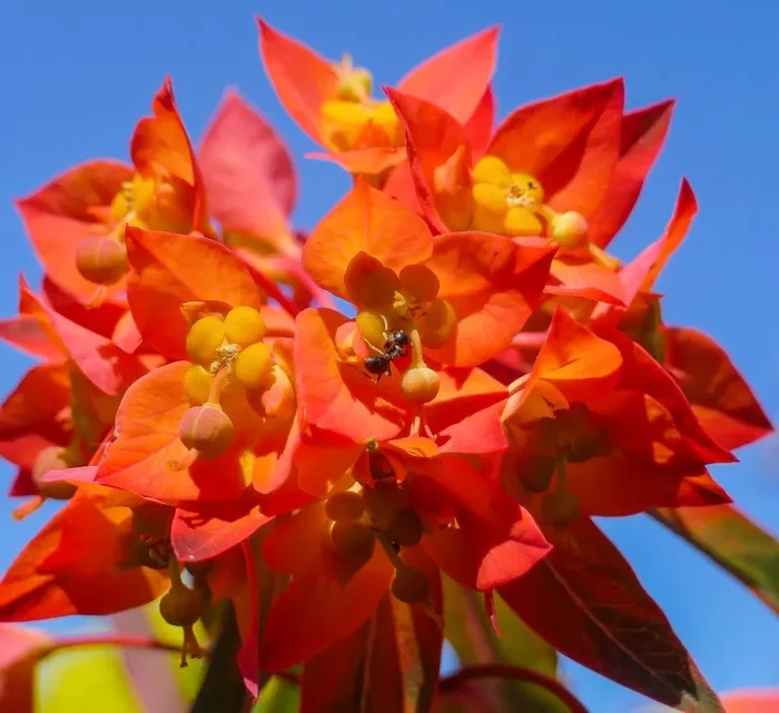 Euphorbia dendroides