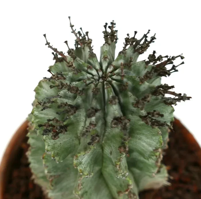 Euphorbia horrida BLACK SPINES