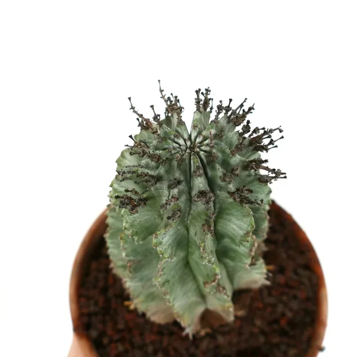 Euphorbia horrida BLACK SPINES - immagine 2