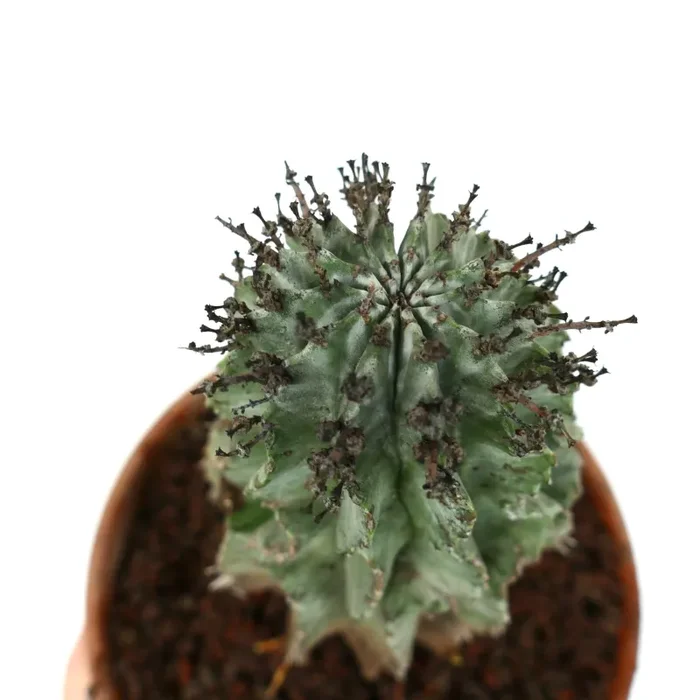 Euphorbia horrida BLACK SPINES - immagine 3