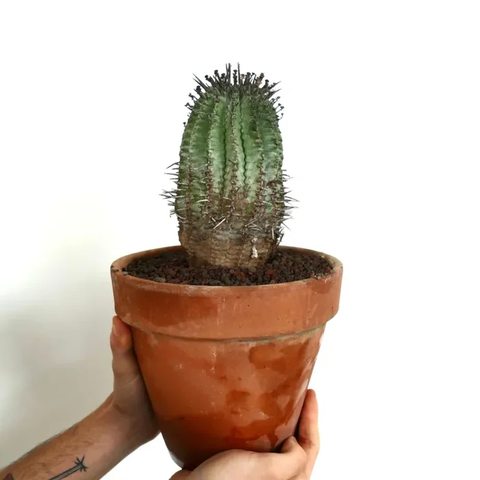 Euphorbia horrida BROWN SPINES