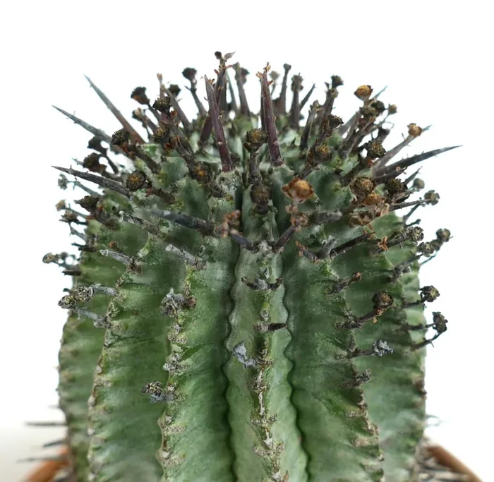 Euphorbia horrida BROWN SPINES - immagine 2