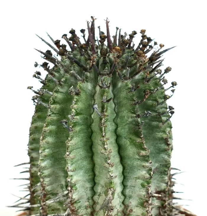 Euphorbia horrida BROWN SPINES - immagine 3