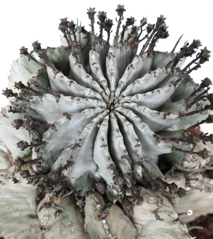Euphorbia horrida cv SUPER SNOW FLAKES WHITE