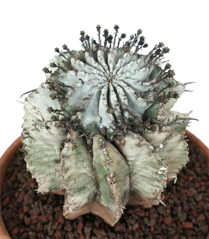 Euphorbia horrida cv SUPER SNOW FLAKES WHITE - immagine 2