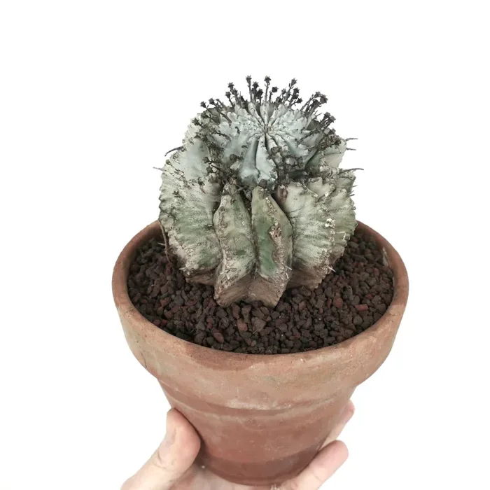 Euphorbia horrida cv SUPER SNOW FLAKES WHITE - immagine 3