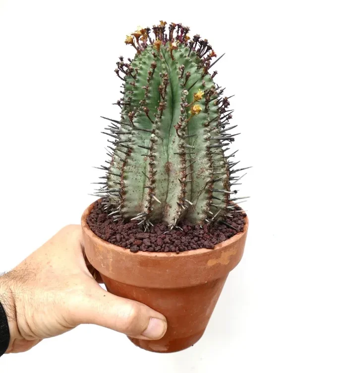 Euphorbia horrida L63 Vendita online