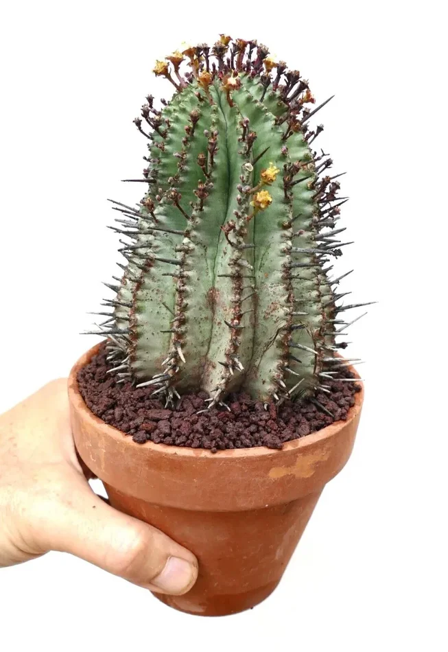 Euphorbia horrida L63 Vendita online - immagine 2