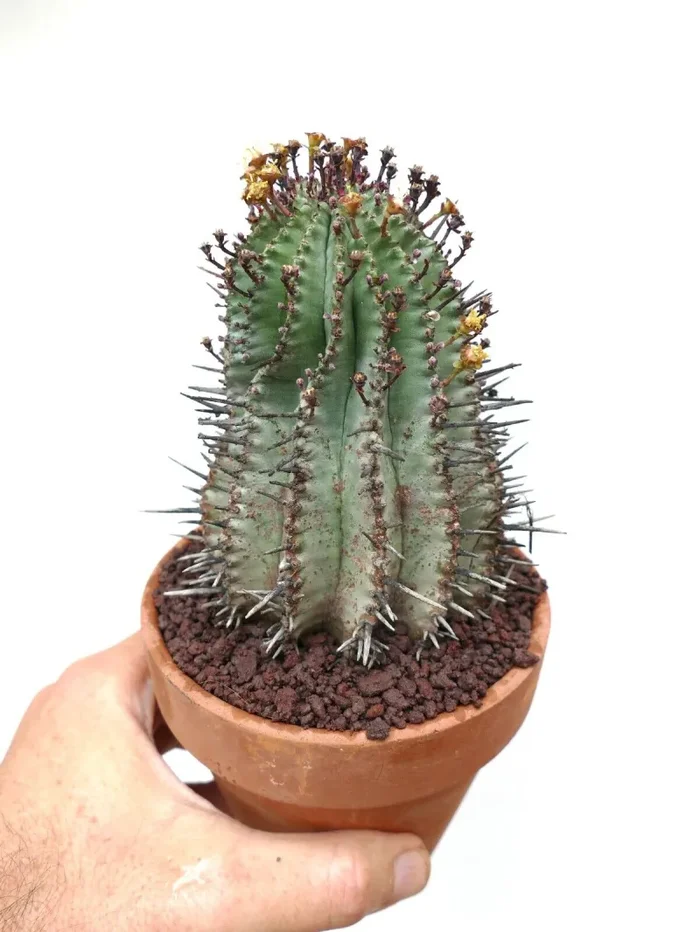Euphorbia horrida L63 Vendita online - immagine 3