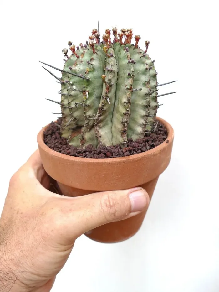Euphorbia horrida Online