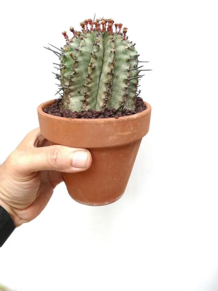 Euphorbia horrida Online - immagine 2