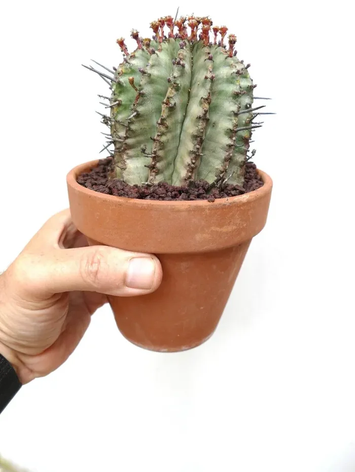 Euphorbia horrida Online - immagine 3