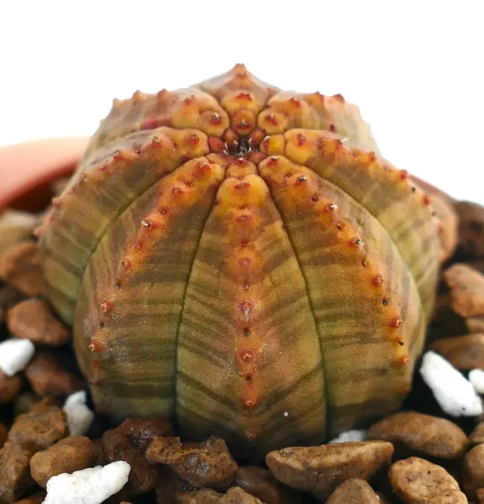 Euphorbia obesa AMAZING COLOR & PATTERN FIS01
