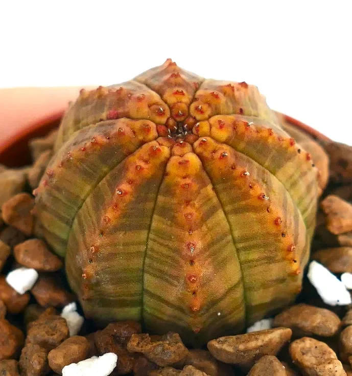 Euphorbia obesa AMAZING COLOR & PATTERN FIS01 - immagine 2