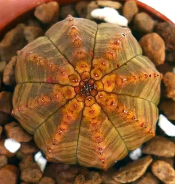 Euphorbia obesa AMAZING COLOR & PATTERN FIS01 - immagine 3