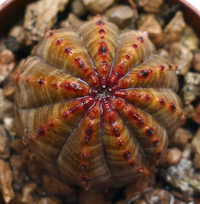 Euphorbia obesa AMAZING COLORS & PATTERNS AG4
