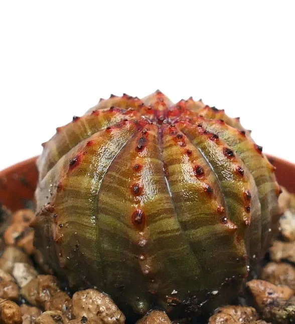 Euphorbia obesa AMAZING COLORS & PATTERNS AG4 - immagine 2