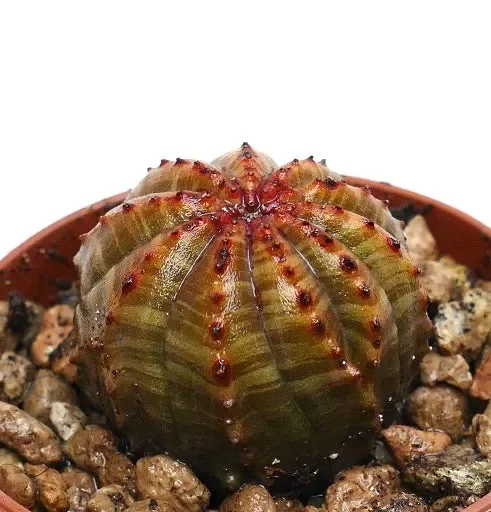Euphorbia obesa AMAZING COLORS & PATTERNS AG4 - immagine 3