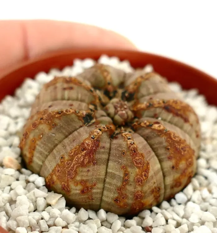 Euphorbia obesa BROWN monstruosus apex - immagine 2