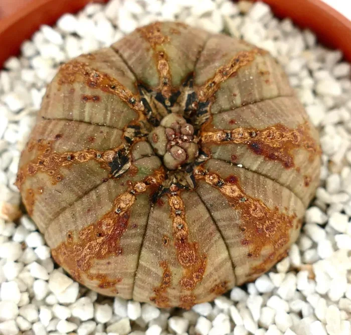 Euphorbia obesa BROWN monstruosus apex - immagine 3