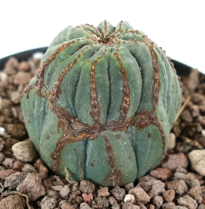 Euphorbia obesa BROWN selected MARKS Moda