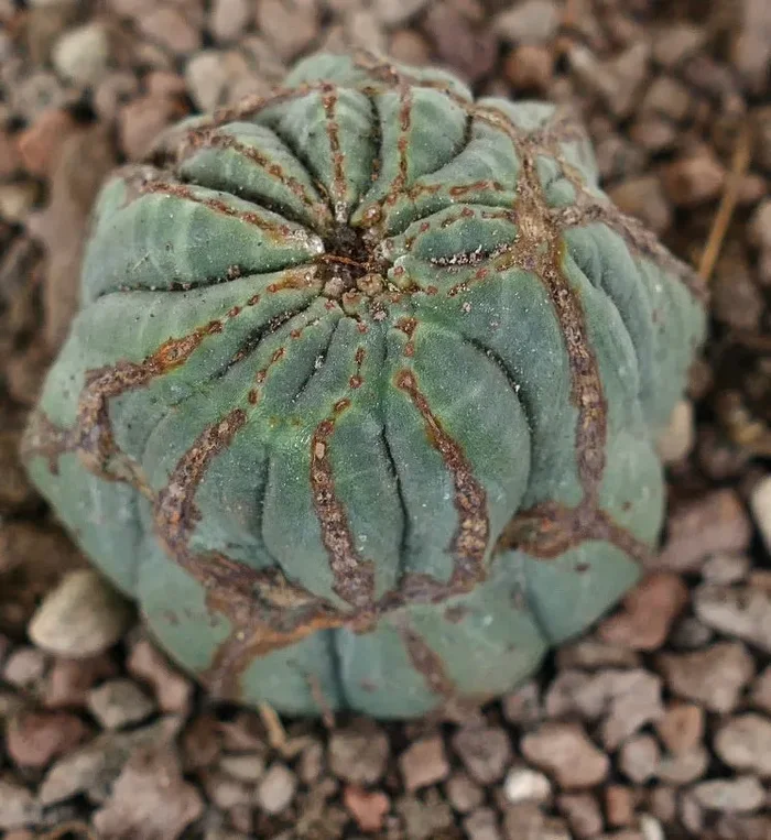 Euphorbia obesa BROWN selected MARKS Moda - immagine 2