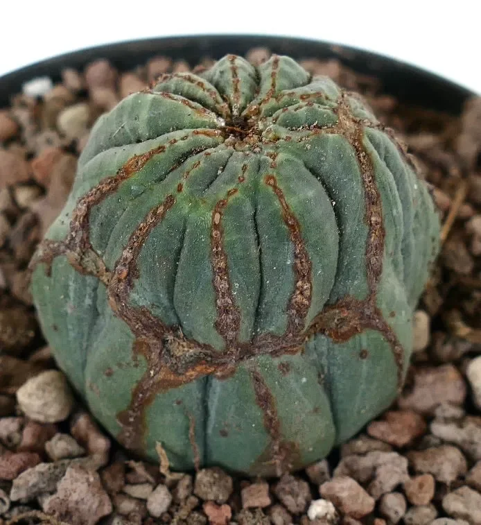 Euphorbia obesa BROWN selected MARKS Moda - immagine 3