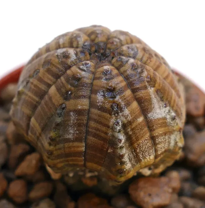 Euphorbia obesa BROWN STRIATA MT7 Saldi