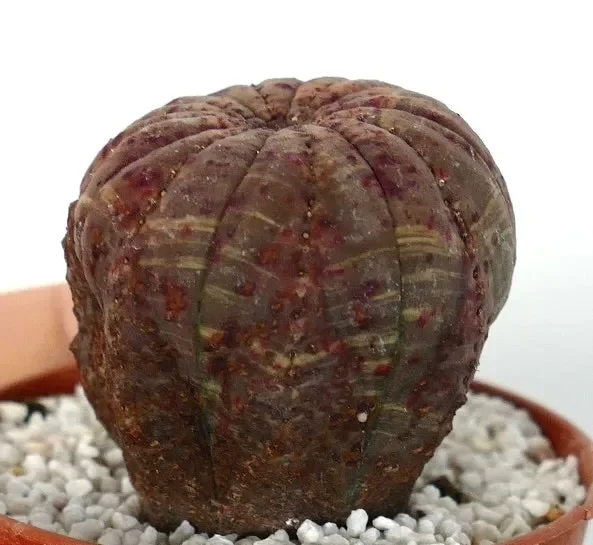 Euphorbia obesa BROWN WITH RED SPOTS