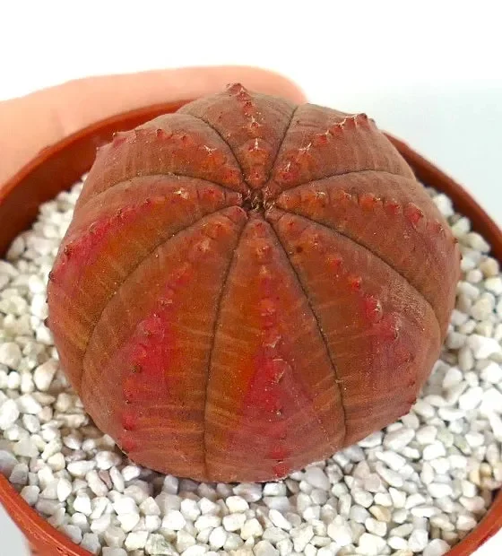 Euphorbia obesa DARK RED