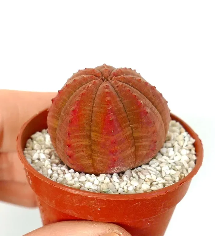 Euphorbia obesa DARK RED - immagine 2