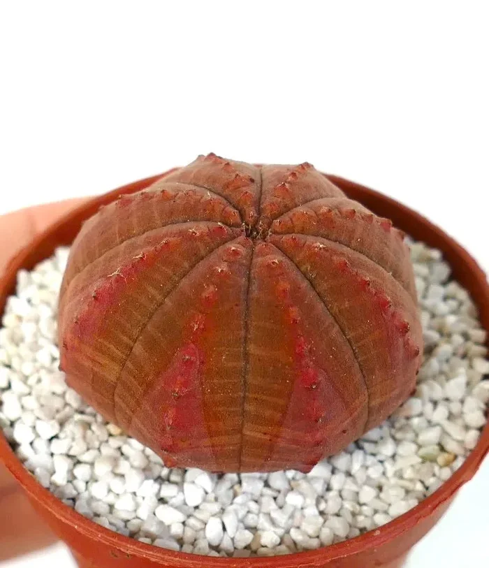 Euphorbia obesa DARK RED - immagine 3