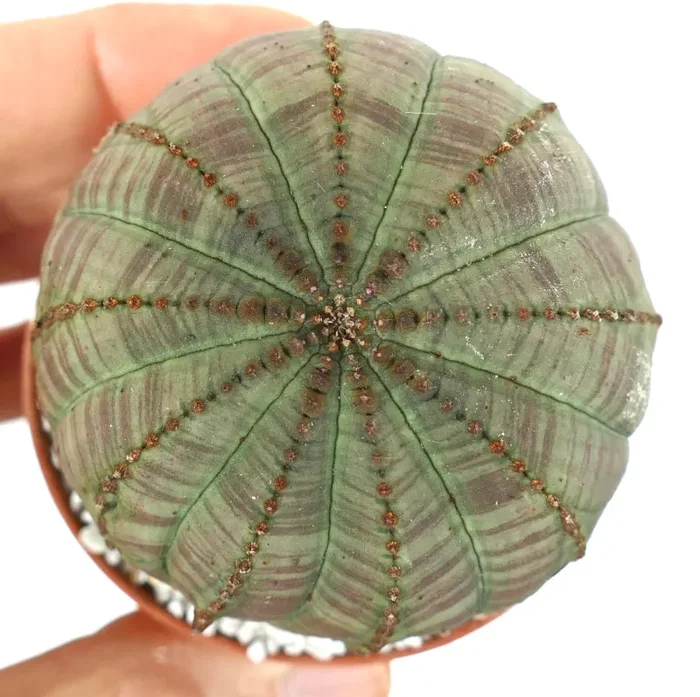 Euphorbia obesa GREEN FAT