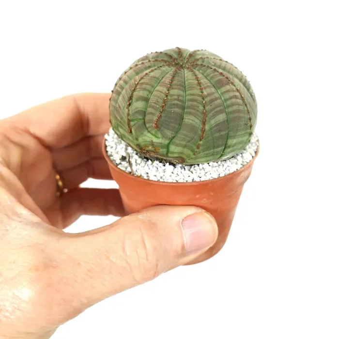 Euphorbia obesa GREEN FAT - immagine 2