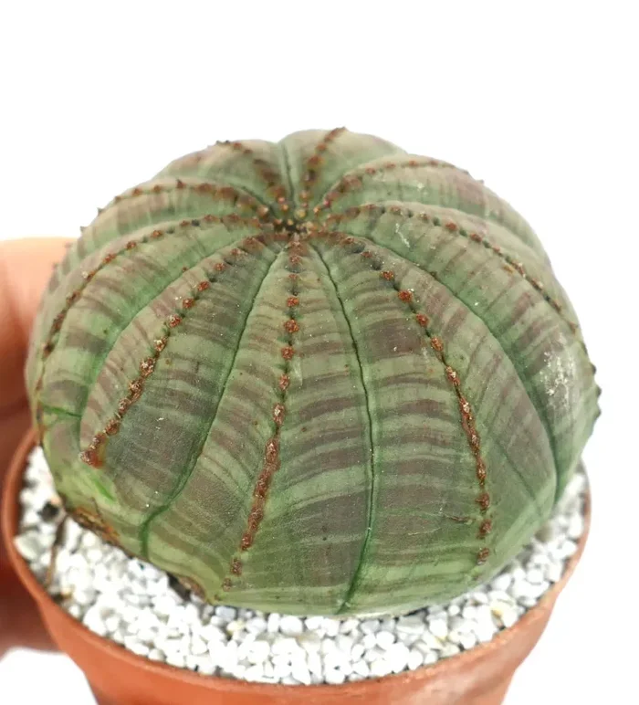 Euphorbia obesa GREEN FAT - immagine 3
