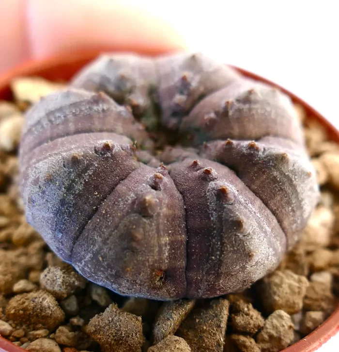 Euphorbia obesa GREY KIKKO AG9 - immagine 2