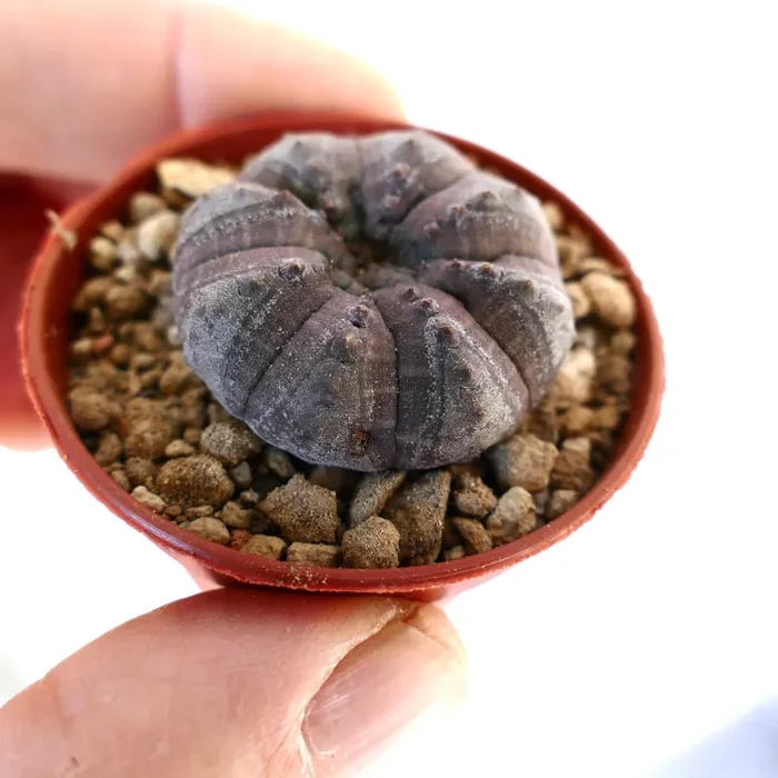 Euphorbia obesa GREY KIKKO AG9 - immagine 3